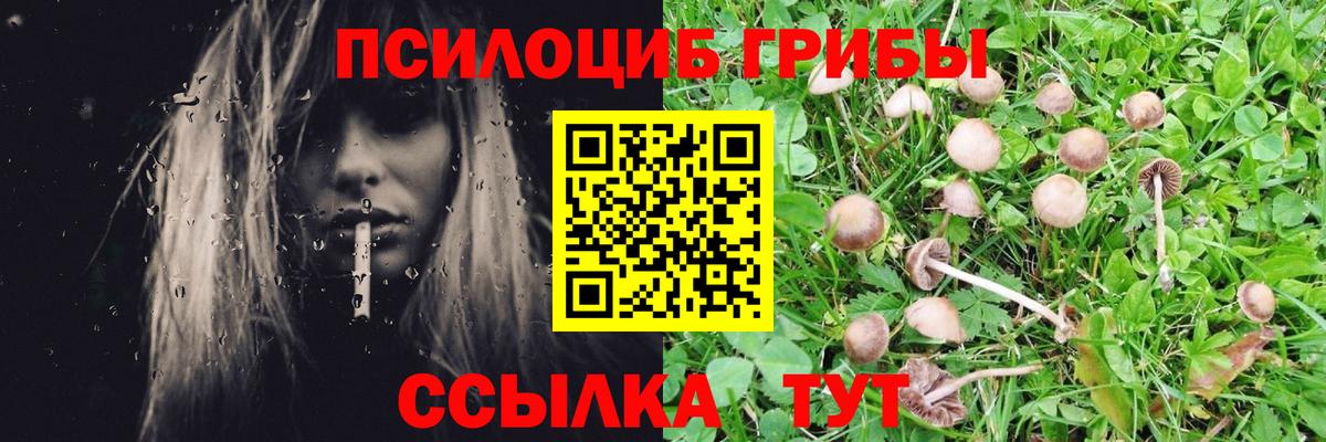 Псилоцибиновые грибы Cubensis Городец
